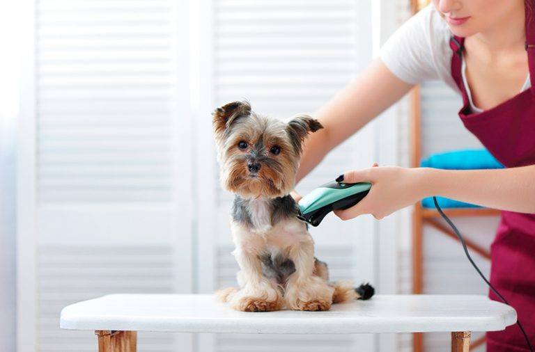 Why is Dog Grooming Care So Important for Your Pet?