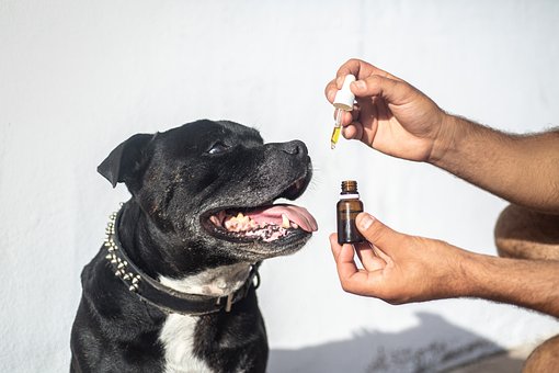 CBD oil for anxious dogs