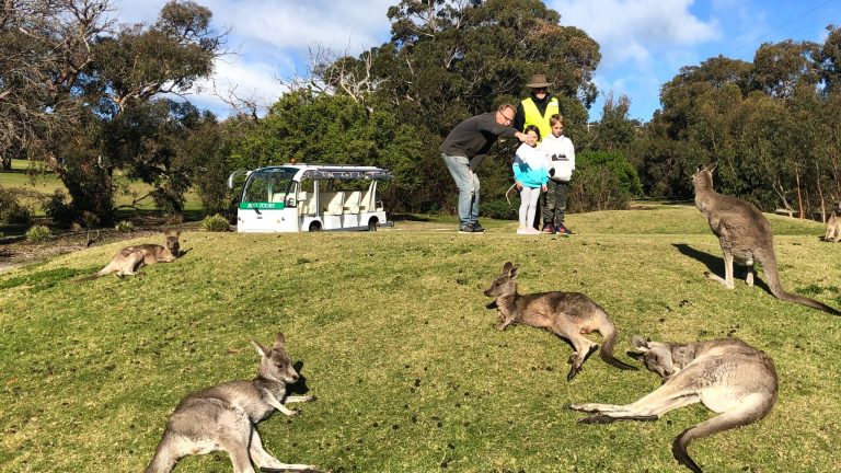 Get complete information about the kangaroo tours if you just visit our website.