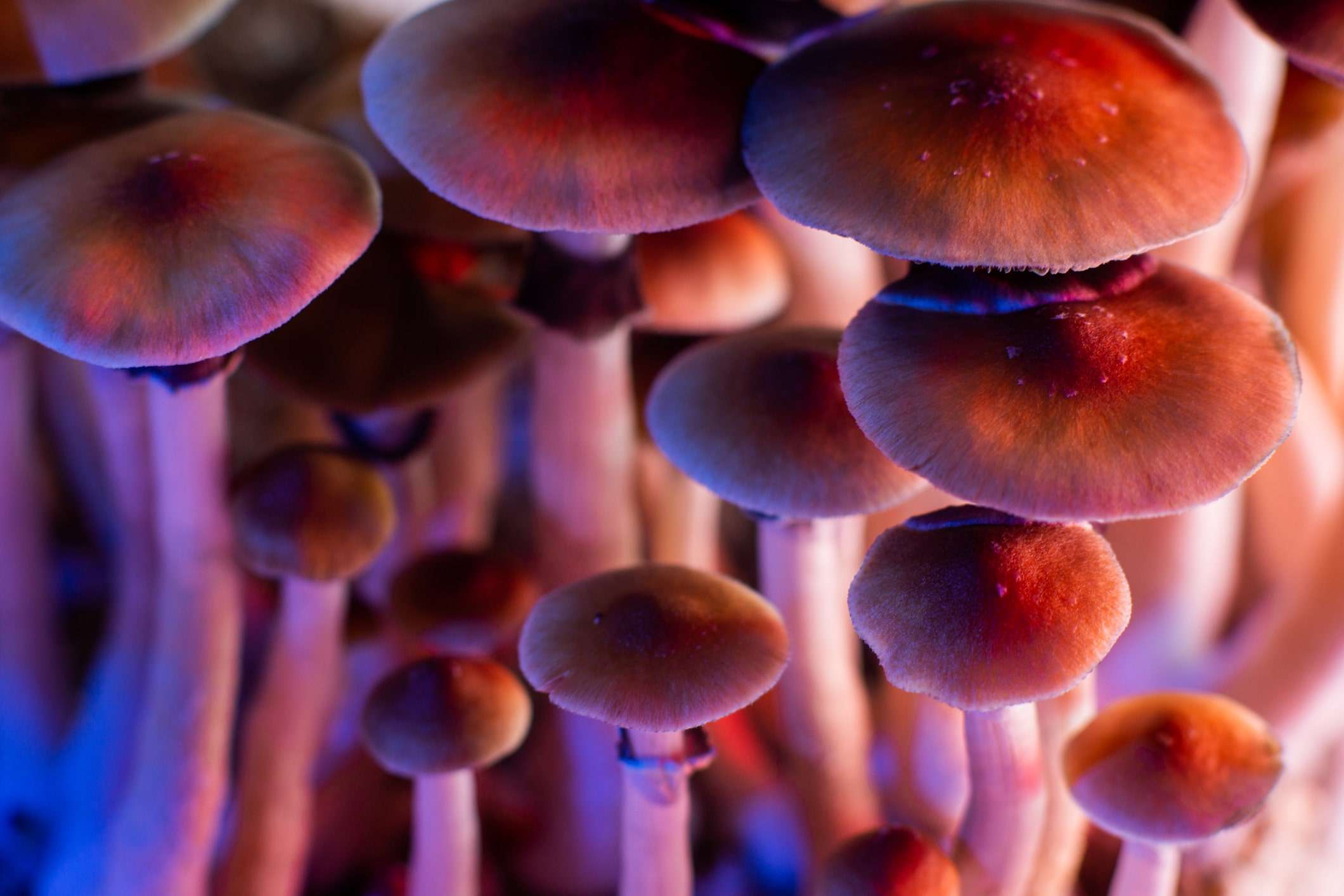 Psilocybin Mushrooms